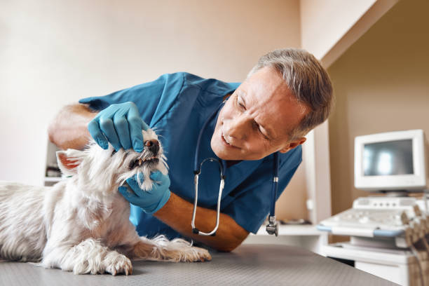 Best Emergency Treatment for Oral Infections in Norwich, CT